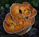 Laetiporus cincinnatus image