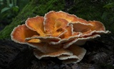 Laetiporus cincinnatus image