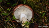 Gomphidius subroseus image
