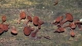 Dacryopinax elegans image