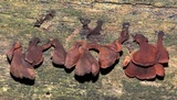 Dacryopinax elegans image