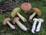Xerocomus hortonii image