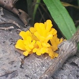 Dacryopinax spathularia image