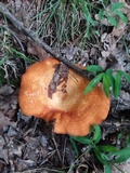Lactarius peckii image