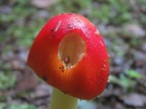 Amanita parcivolvata image