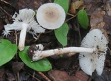 Amanita farinosa image