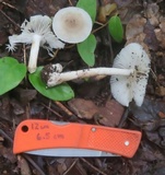 Amanita farinosa image