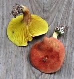 Phylloporus rhodoxanthus image