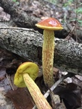 Heimioporus betula image