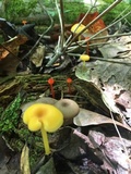 Entoloma unicolor image