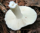 Russula parvovirescens image