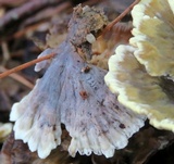 Thelephora vialis image