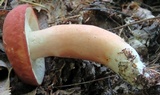 Xanthoconium purpureum image
