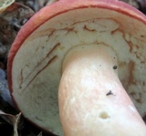 Xanthoconium purpureum image