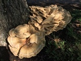 Bondarzewia berkeleyi image