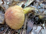 Aureoboletus auriporus image