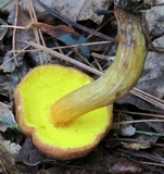 Aureoboletus auriporus image