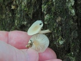 Clitocybe americana image