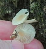 Clitocybe americana image