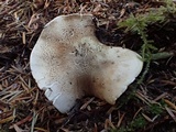 Tricholoma apium image