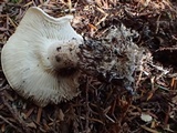 Tricholoma apium image