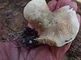 Tricholoma apium image