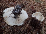 Tricholoma apium image