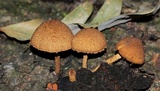Flammulaster erinaceellus image
