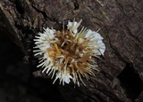 Echinoporia hydnophora image