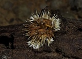 Echinoporia hydnophora image