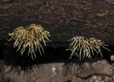 Echinoporia hydnophora image