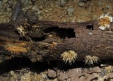 Echinoporia hydnophora image