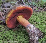 Boletus rufocinnamomeus image