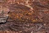 Scutellinia setosa image