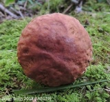 Xerocomus hortonii image