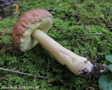Xerocomus hortonii image