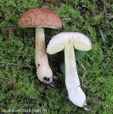 Xerocomus hortonii image