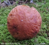 Xerocomus hortonii image