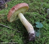 Xerocomus hortonii image