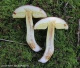 Xerocomus hortonii image