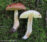 Xerocomus hortonii image