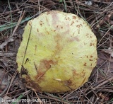 Suillus americanus image