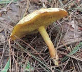 Suillus americanus image