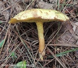 Suillus americanus image