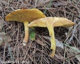 Suillus americanus image