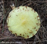 Suillus americanus image