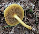 Suillus americanus image