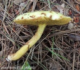 Suillus americanus image