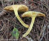 Suillus americanus image