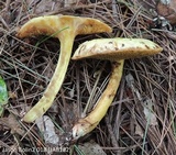 Suillus americanus image